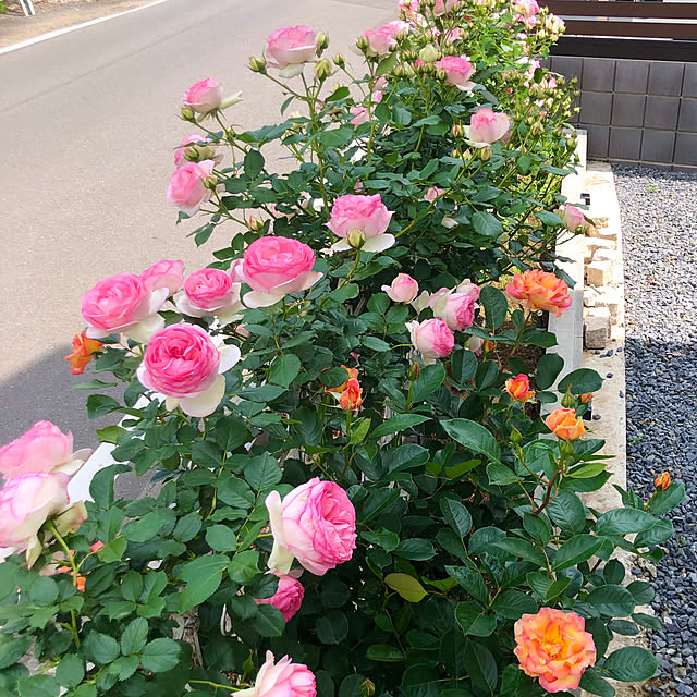 tomoさんの実例写真