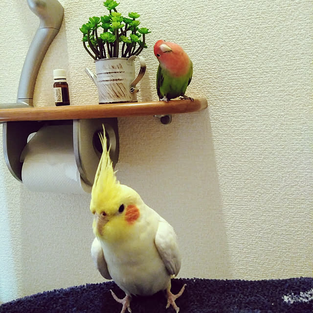toratanさんの実例写真