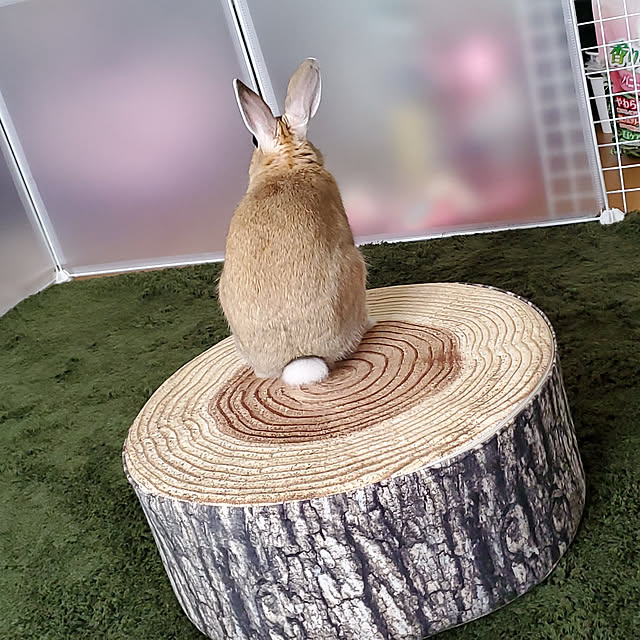 hiyollieさんの実例写真