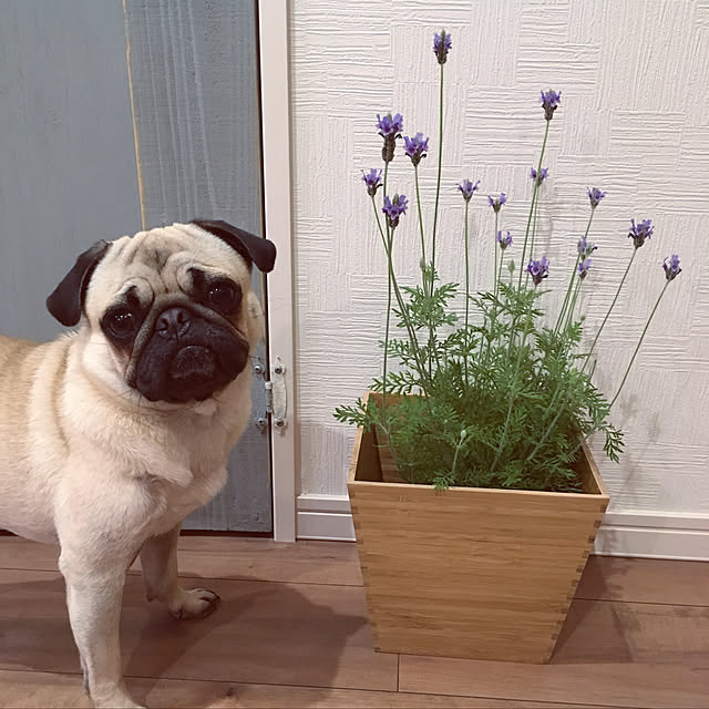 amepuliさんの実例写真