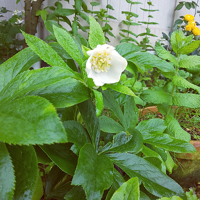 tulipさんの実例写真