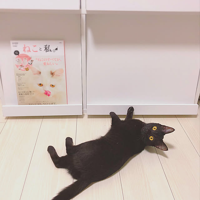リビング/ねこのいる日常のインテリア実例 - 2019-01-25 11:28:14