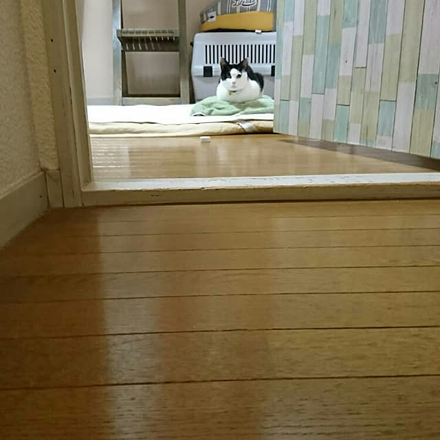 SHIHOさんの実例写真