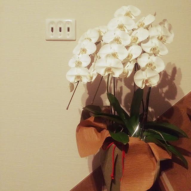 naeさんの実例写真