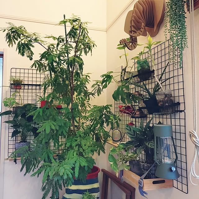 urchinさんの部屋