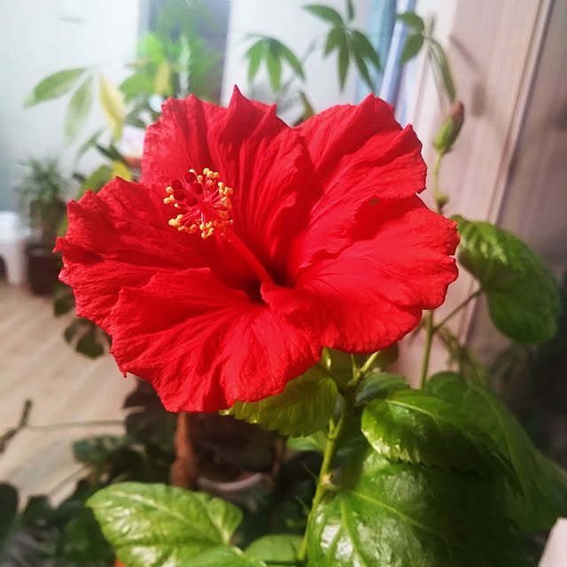 NAOKIさんの実例写真