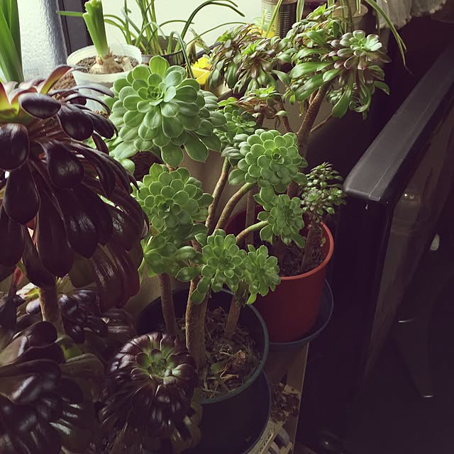 Norikoさんの実例写真