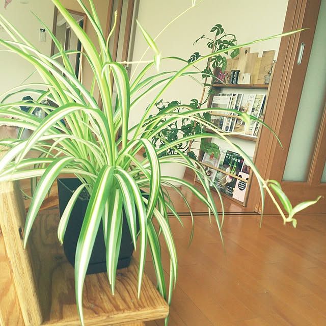 実例写真