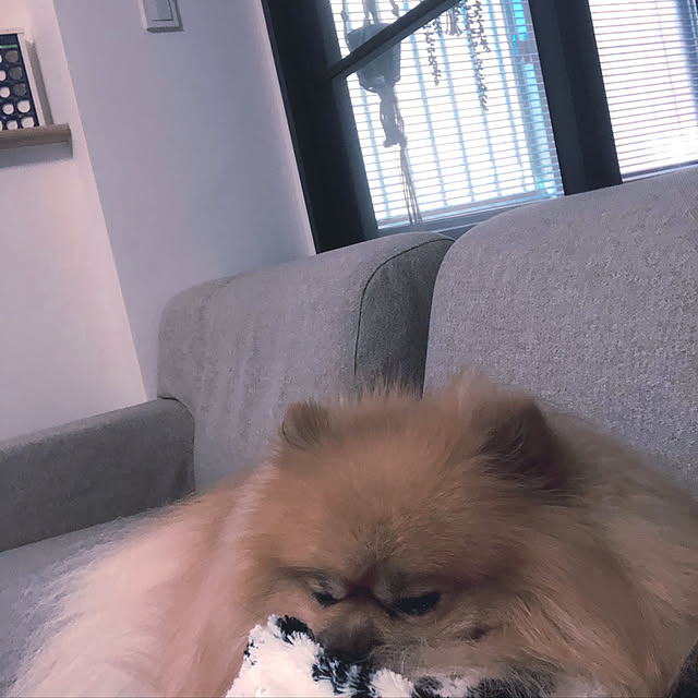 rromomo1さんの実例写真