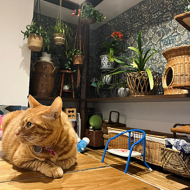 Maruさんの実例写真