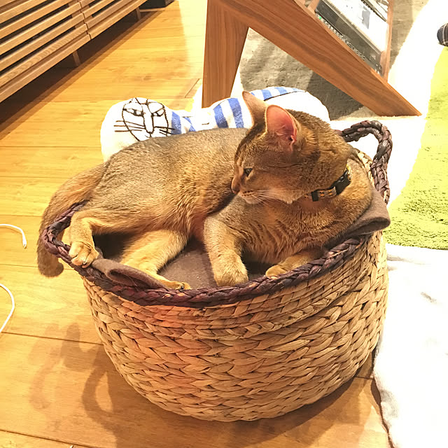 sakineko528さんの実例写真
