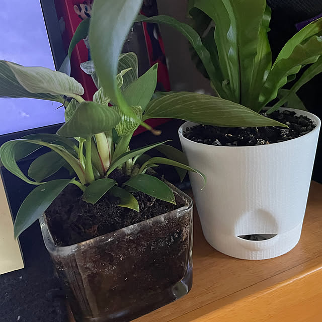 棚/観葉植物/観葉植物のある暮らし/ナチュラルのインテリア実例 - 2025-04-21 06:19:13