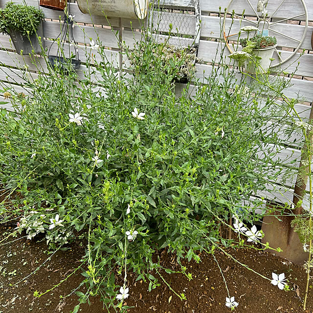 masaさんの実例写真