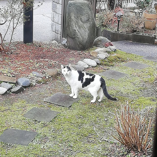amanojakuさんの実例写真