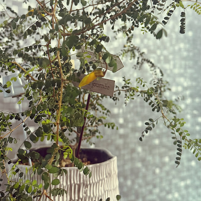 mentaさんの部屋