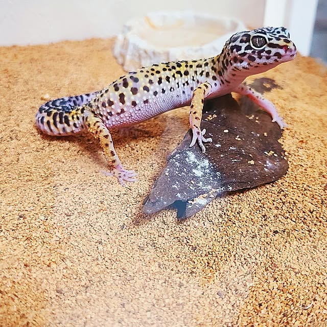 r0siereさんの部屋