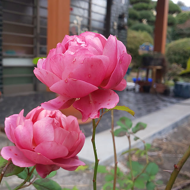 --rnrmm--さんの実例写真