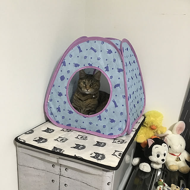 syutanさんの実例写真