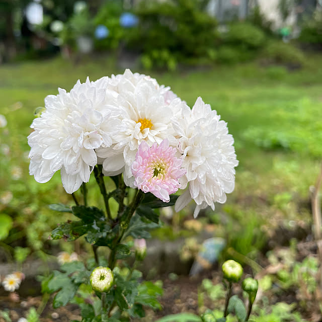 natsumiさんの実例写真