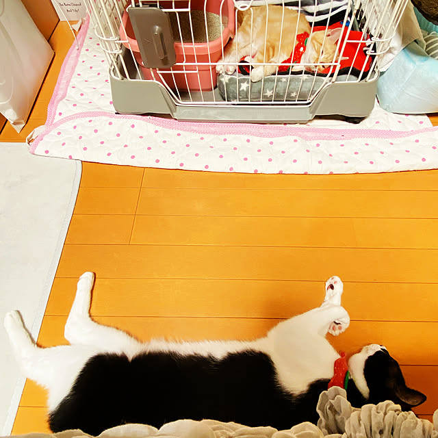moolさんの実例写真