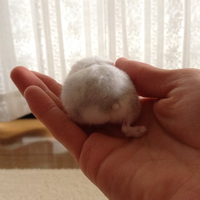 L.さんの実例写真