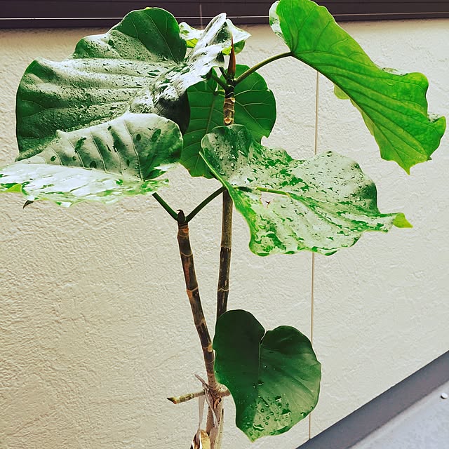 minkokoさんの実例写真