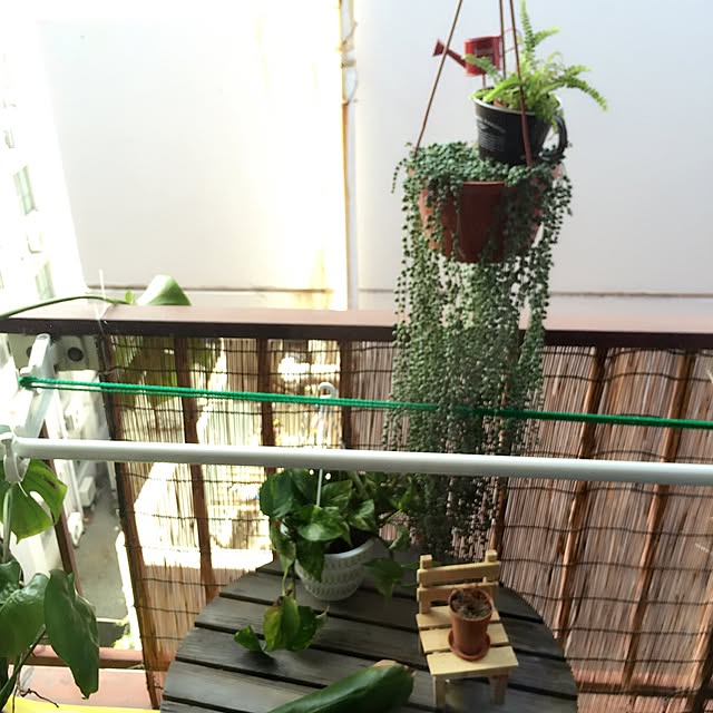 壁/天井/観葉植物のインテリア実例 - 2016-06-08 08:07:32