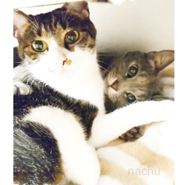 nachuさんの実例写真