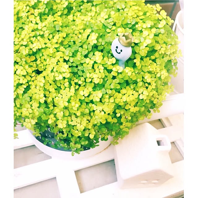ikさんの実例写真
