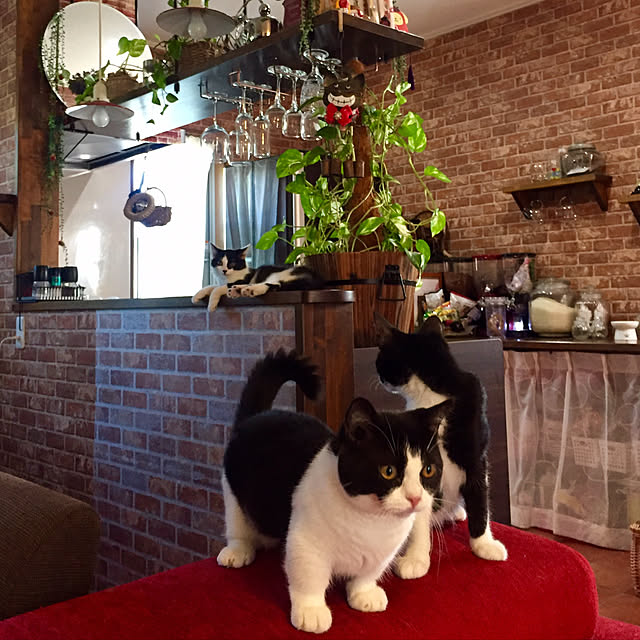 butachanさんの実例写真