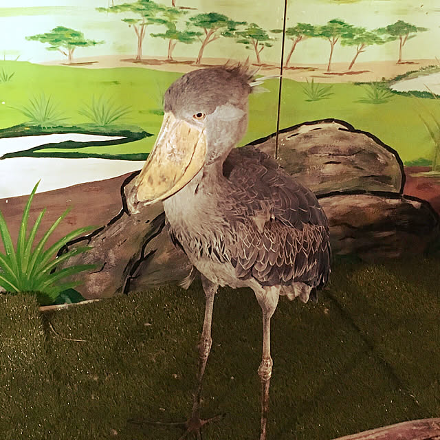 リビング/英名shoebill/学名balaenicepsrexのインテリア実例 - 2017-08-21 04:26:17