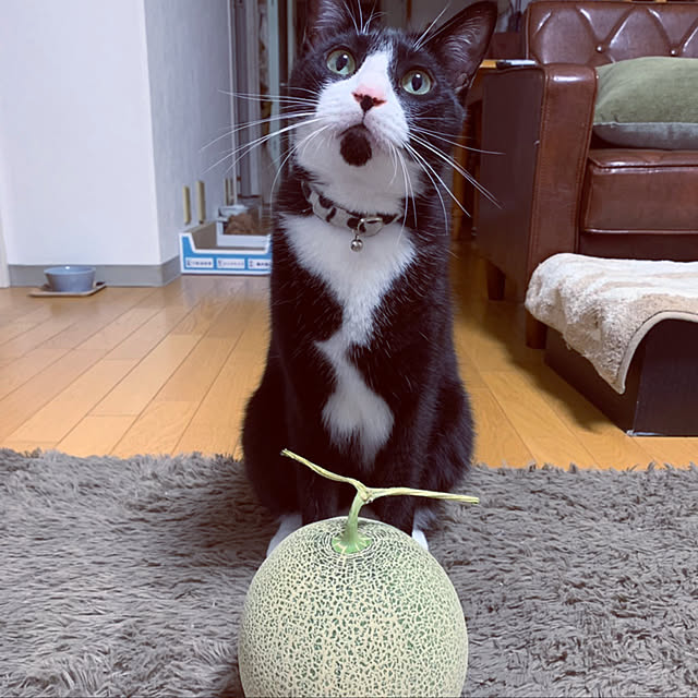 hiccaさんの実例写真
