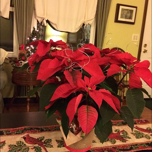 FeeFeeさんの実例写真