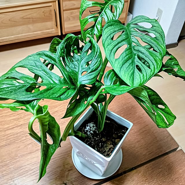 hanachanさんの実例写真