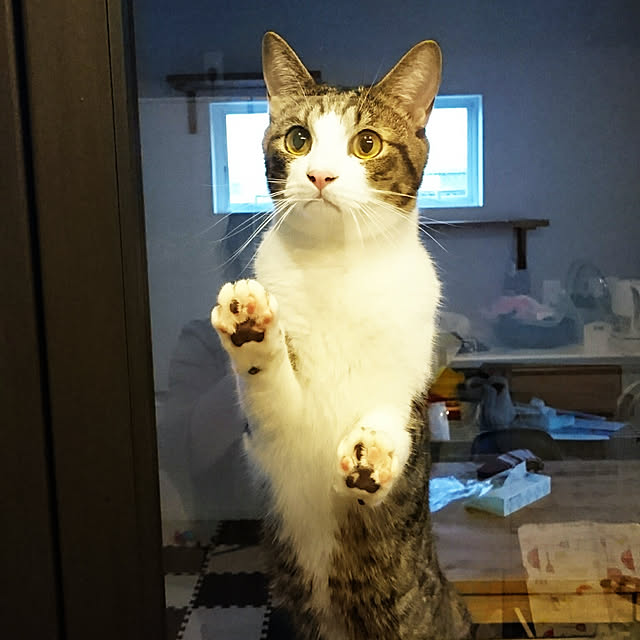 shiiiさんの実例写真