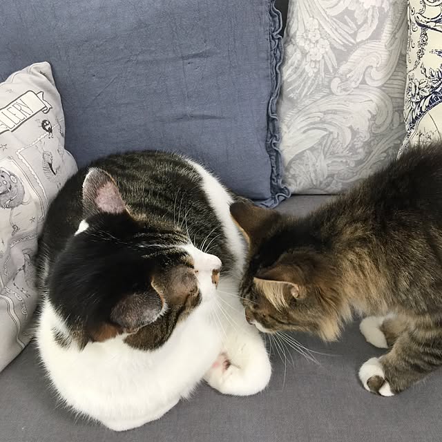 yuchiさんの実例写真