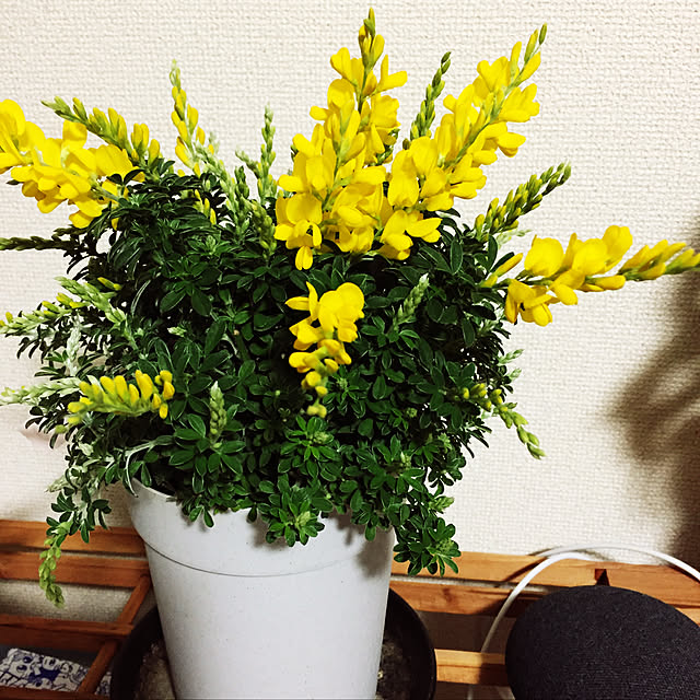 ayumiさんの実例写真