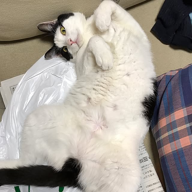 sakuraさんの実例写真
