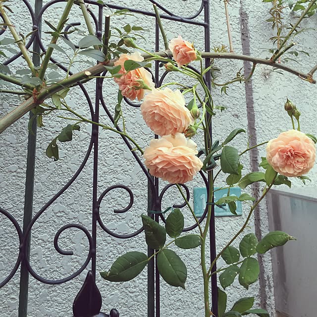 greenroseさんの実例写真