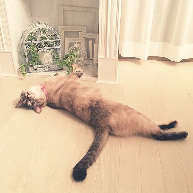 noelさんの実例写真