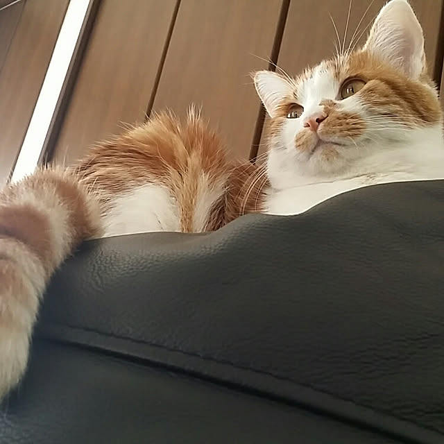 rapin8226さんの実例写真