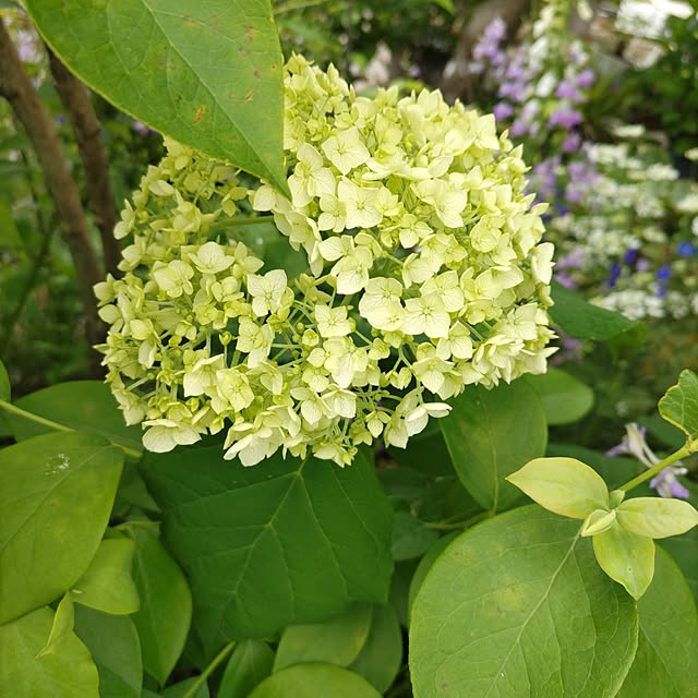 salacocoさんの部屋