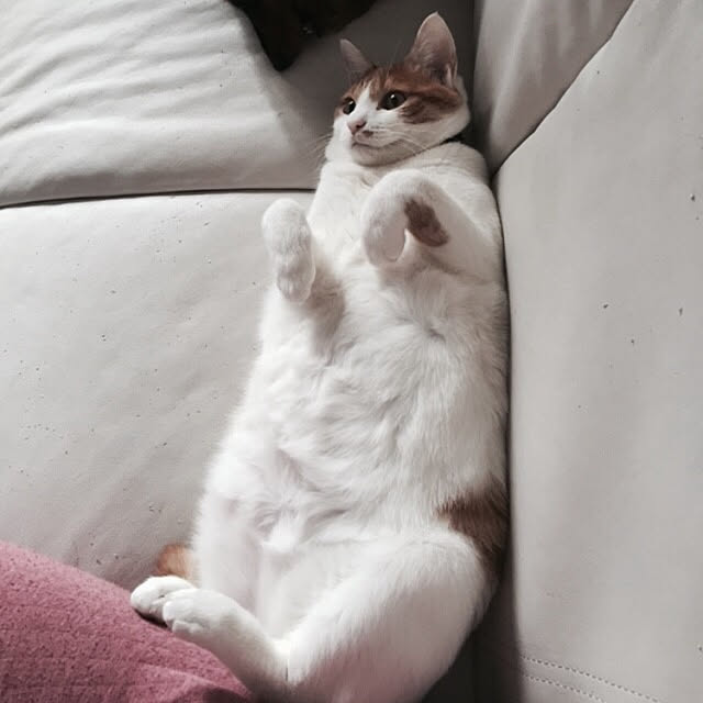 Sakura0417さんの実例写真
