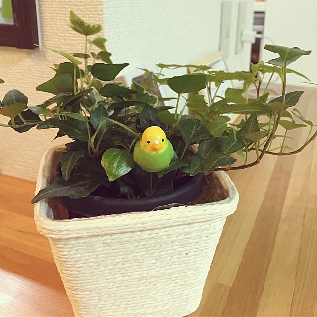 cocopanさんの実例写真