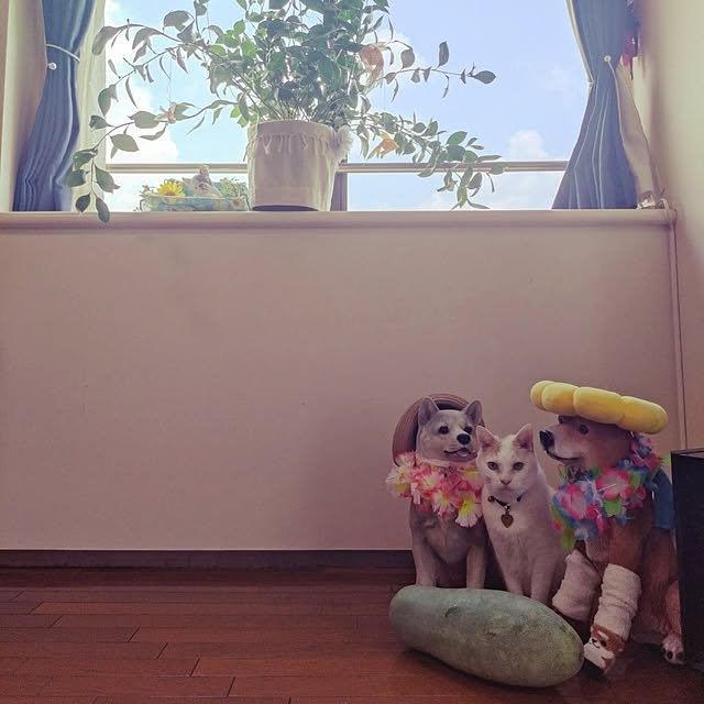 NOAHさんの実例写真