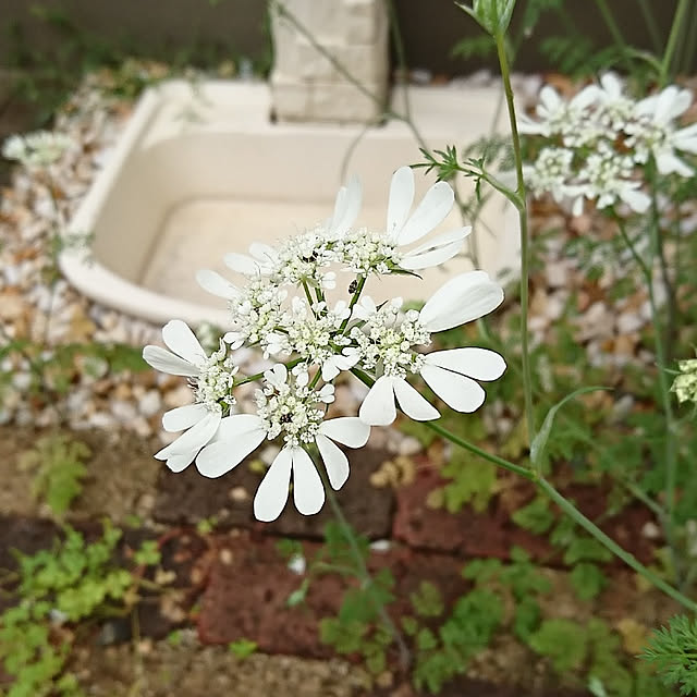 greencafeさんの実例写真