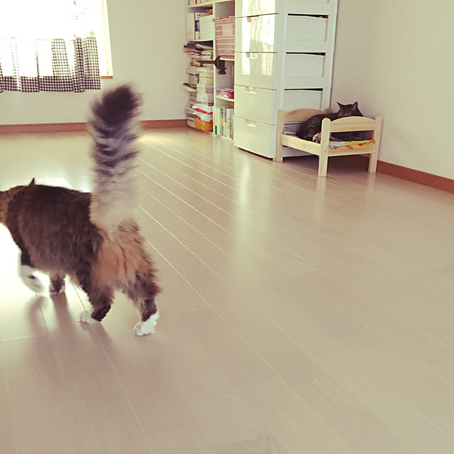ベッド周り/ねこのいる日常のインテリア実例 - 2017-10-05 16:02:56