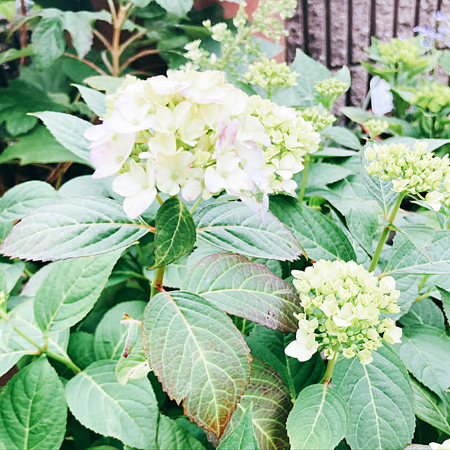 紫陽花/玄関/入り口のインテリア実例 - 2022-05-24 17:52:00