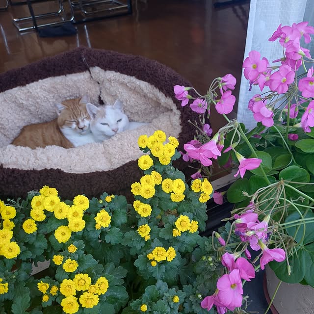 NOAHさんの実例写真