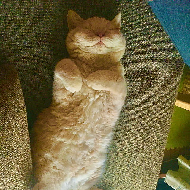 naokoさんの実例写真